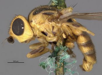 Media type: image;   Entomology 13357 Aspect: habitus lateral view